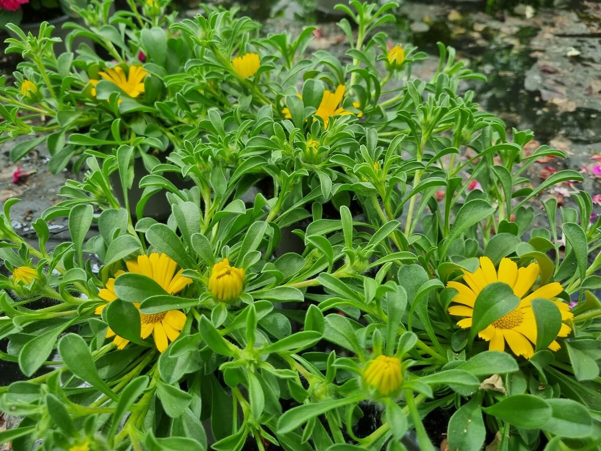 asteriscus