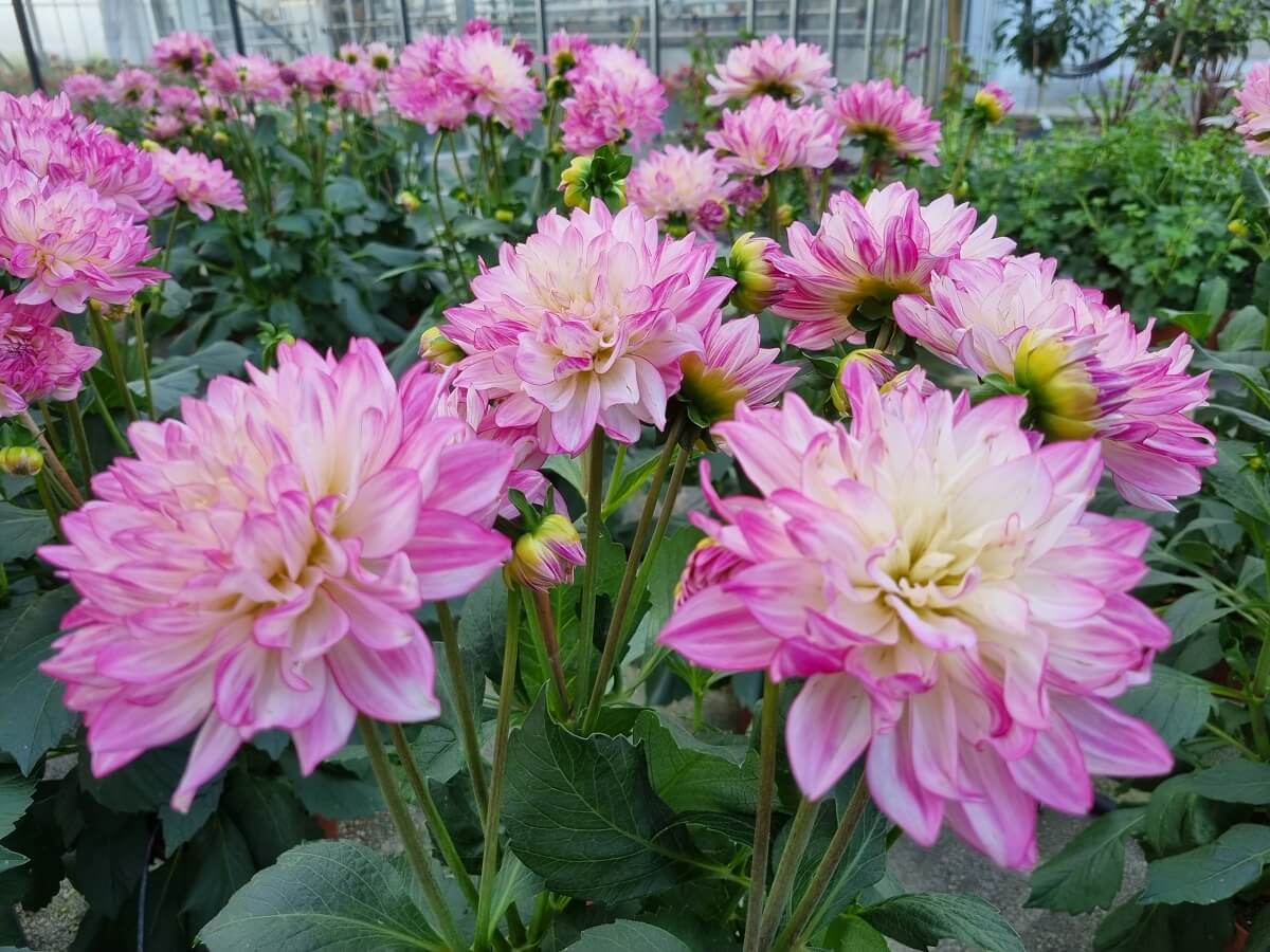 dahlia