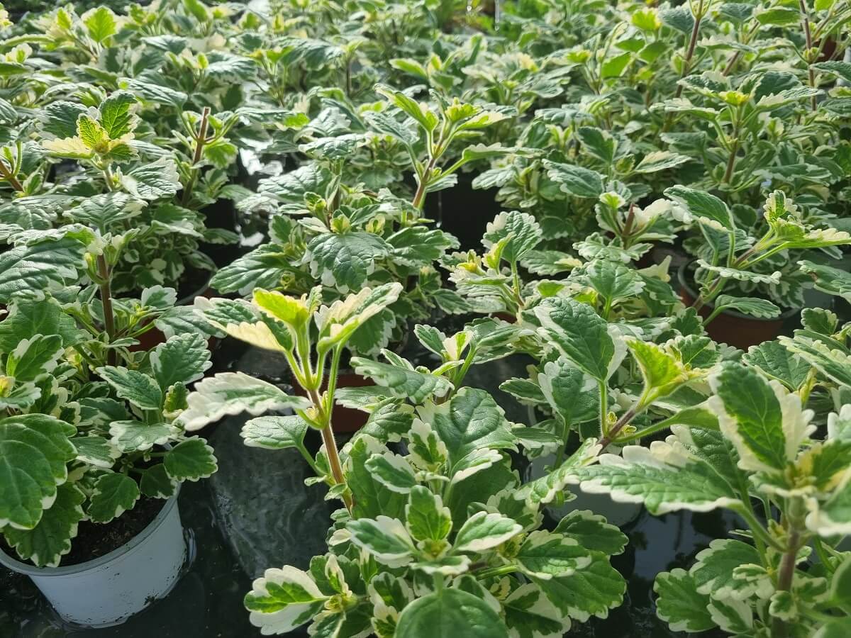 plectranthus