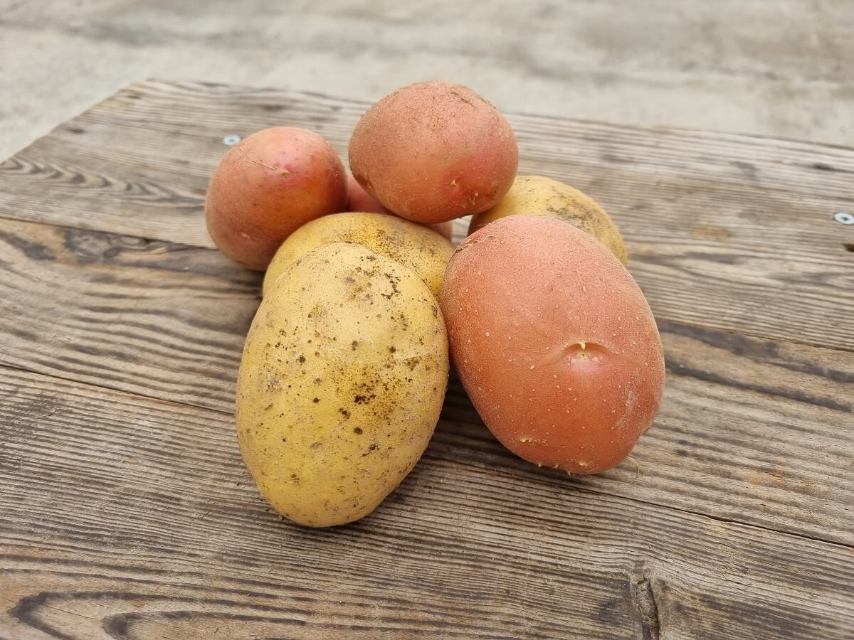 pomme de terre
