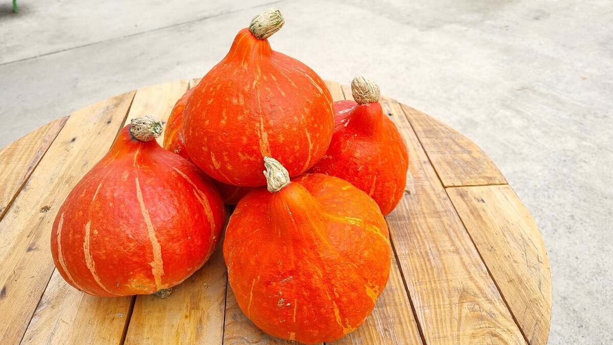 potimarron