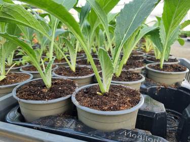 plant d'artichaut