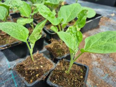 plant d'aubergine