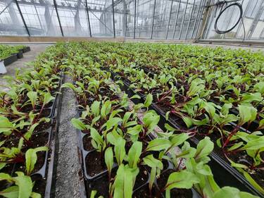 plant de betteraves