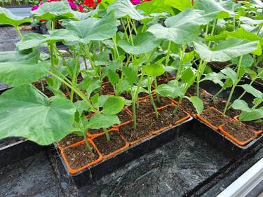 plant de butternut