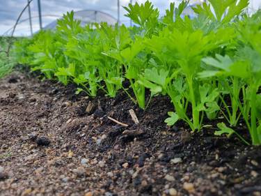 plant de céléri à l'arraché
