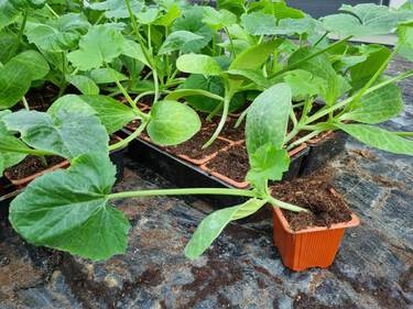 plant de courgette