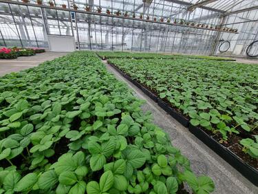 plant de fraisiers