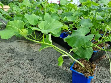 plant de melon
