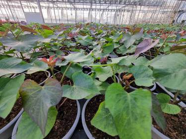 plant de patate douce