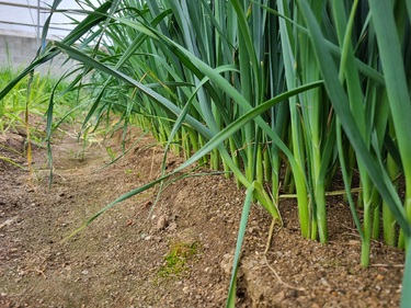 plant de poireau à l'arraché