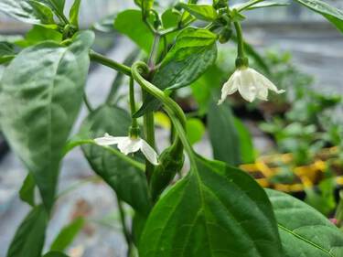 plant de poivron
