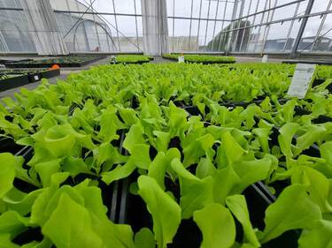 plant de salades