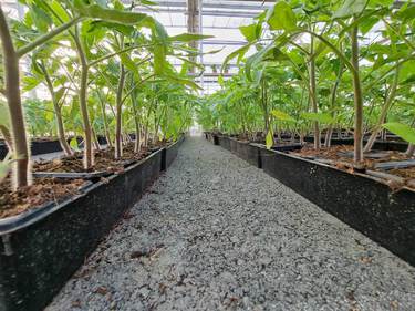 plant de tomate