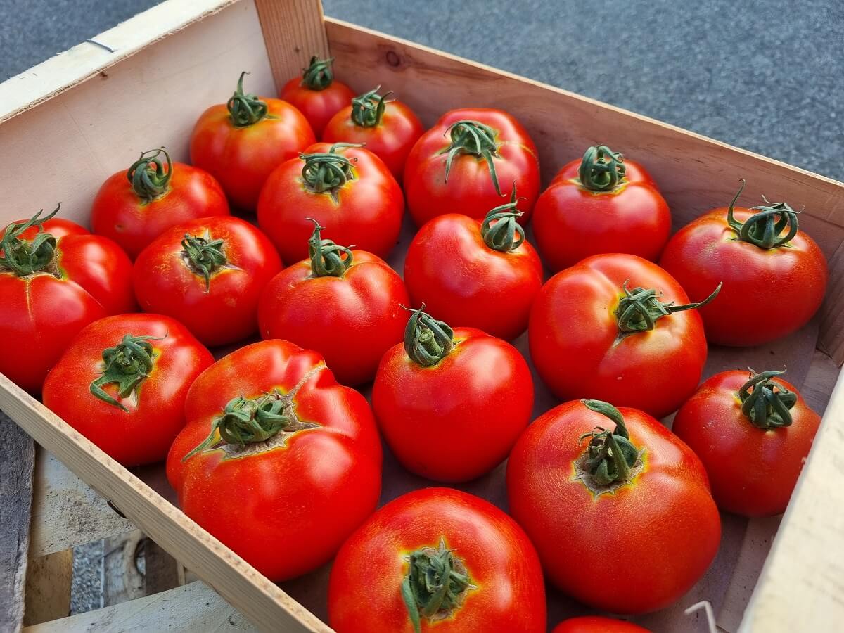 Tomate Paola